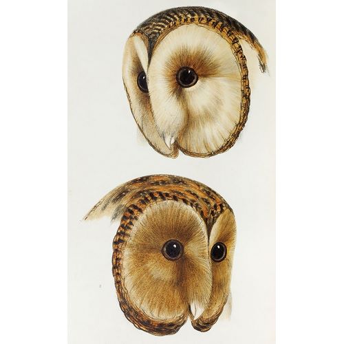 Gould, John 작가의 Masked barn owl and Tasmanian masked owl 작품