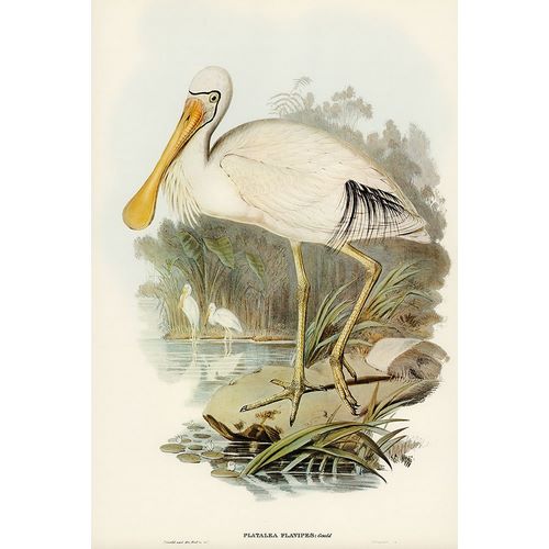 Gould, John 작가의 Yellow-legged Spoonbill-Platalea flavipes 작품