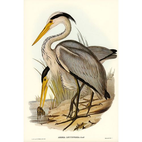 Gould, John 작가의 Great Grey Heron-Ardea leucophaea 작품