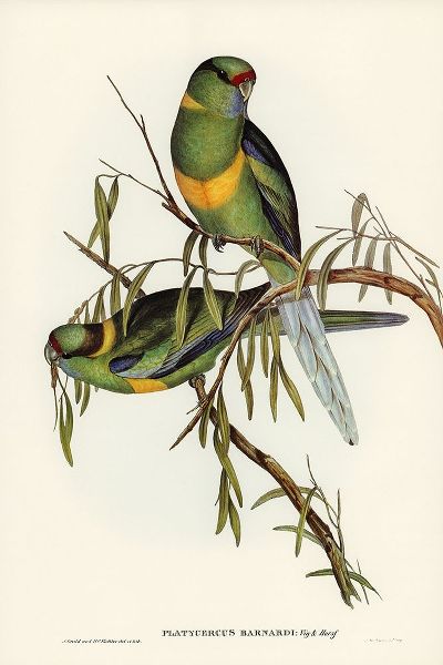 Gould, John 작가의 Barnards Parakeet-Platycercus Barnardii 작품