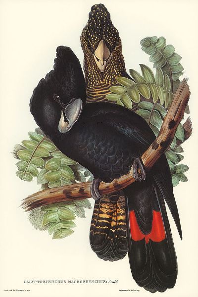 Gould, John 작가의 Great-billed Black Cockatoo-Calyptorhynchus macrorhynchus 작품