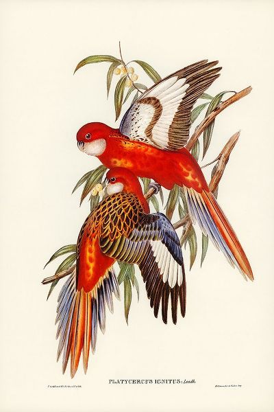 Gould, John 작가의 Fiery Parakeet-Platycercus ignitus 작품