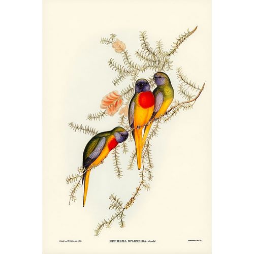 Gould, John 작가의 Splendid Grass-Parakeet-Euphema splendida 작품