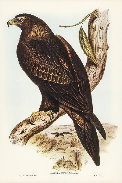 Gould, John 작가의 Wedge-tailed Eagle-Aquila focosa 작품
