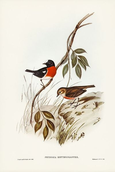 Gould, John 작가의 Norfolk Island Robin-Petroica erythrogastra 작품