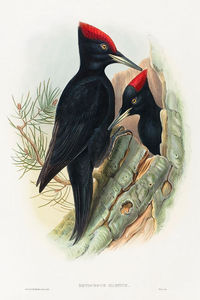 Gould, John 작가의 Great Black Woodpecker-Dryocopus martius 작품