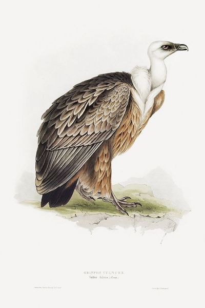 Gould, John 작가의 Griffon Vulture 작품