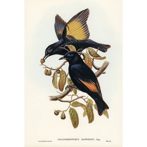 Gould, John 작가의 Rawnsleys Bower-bird-Ptilonorhynchus Rawnsleyi 작품