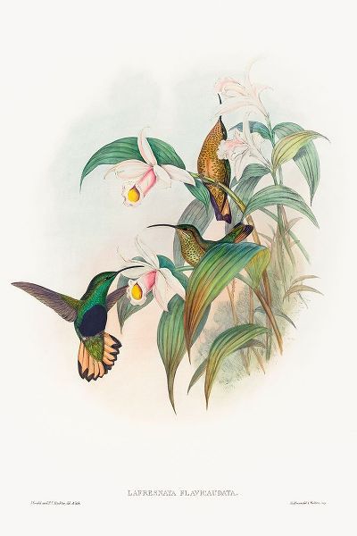 Gould, John 작가의 Lafresnaya flavicaudata-Buff-tailed Velvet-breast 작품
