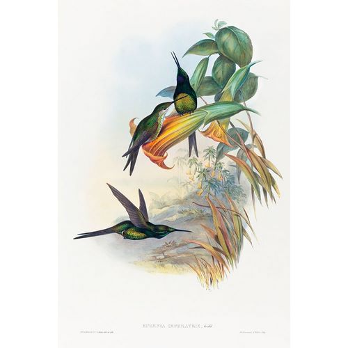 Gould, John 작가의 Eugenia imperatrix-Empress Hummingbird 작품