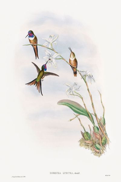 Gould, John 작가의 The family of hummingbirds 작품