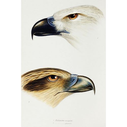 Gould, John 작가의 White-bellied sea eagle and Whistling kite 작품
