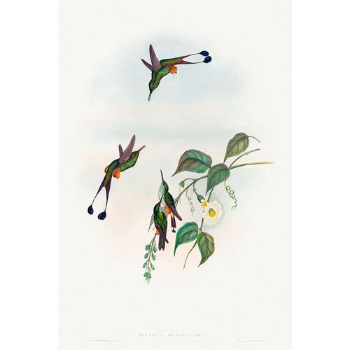 Gould, John 작가의 Spathura rufocaligata-Red-booted Racket-Tail 작품