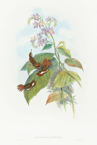 Gould, John 작가의 Selashorus scintilla-Scintillant Hummingbird 작품