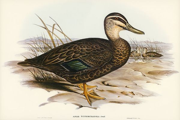 Gould, John 작가의 Australian Wild Duck-Anus superciliosa 작품