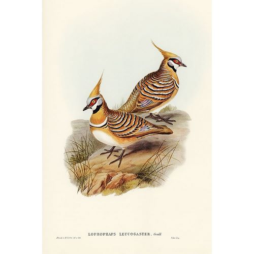 Gould, John 작가의 White-bellied Bronzewing-Lophophaps leucogaster 작품