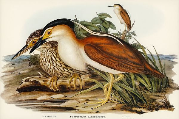 Gould, John 작가의 Nankeen Night Heron-Nycticorax Caledonicus 작품