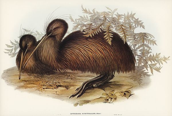 Gould, John 작가의 Kiwi-Apteryx Australis 작품