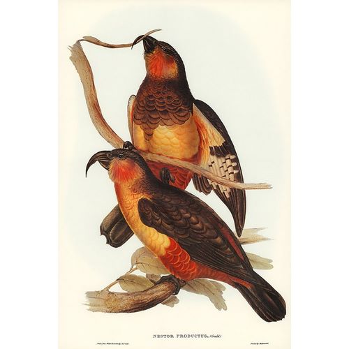 Gould, John 작가의 Philip Island Parrot-Nestor productus 작품