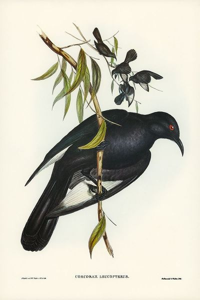 Gould, John 작가의 White-winged Chough-Corcorax leucopterus 작품