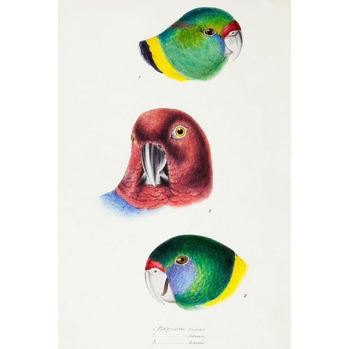 Gould, John 작가의 Mallee Ringneck-Maroon Shining Parrot and Australian ringneck 작품