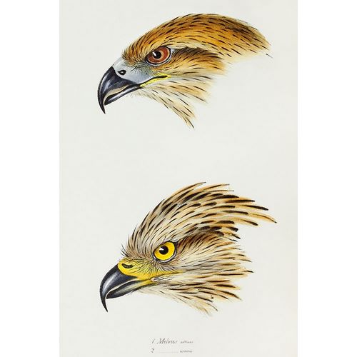 Gould, John 작가의 Black Kite-Milvus affinis and Square-tailed Kite-Milvus Isurus 작품