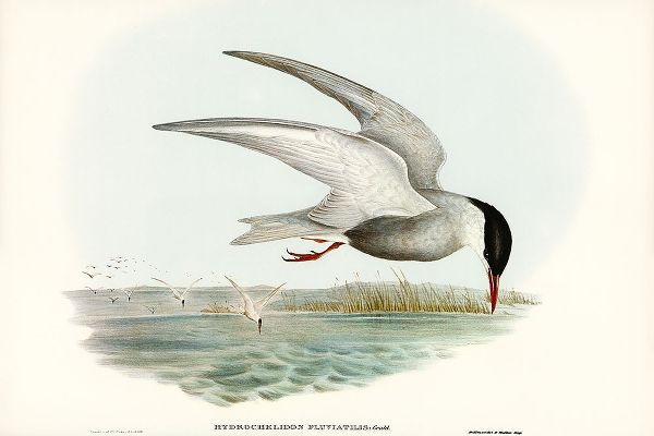 Gould, John 작가의 Marsh Tern-Hydrochelidon fluviatilis 작품