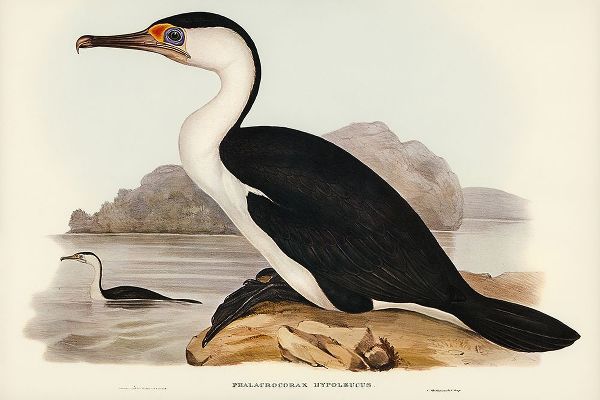 Gould, John 작가의 Pied Cormorant-Phalacrocorax hypoleucus 작품