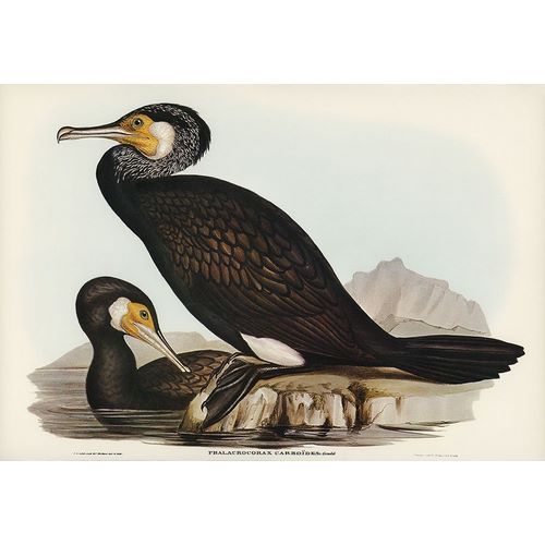 Gould, John 작가의 Australian Cormorant-Phalacrocorax Carboides 작품