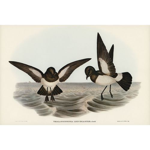Gould, John 작가의 White-bellied Storm Petrel-Thalassidroma leucogaster 작품