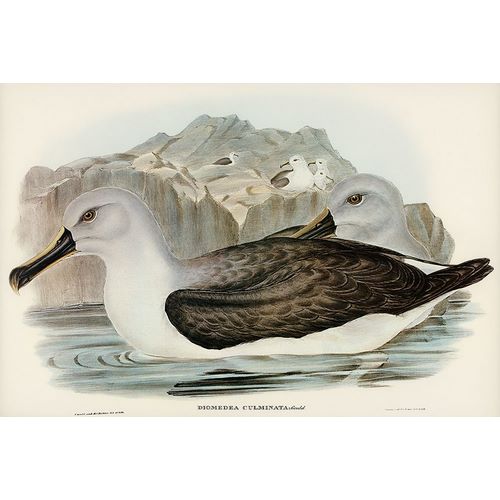 Gould, John 작가의 Culminated Albatros-Diomedea culminata 작품
