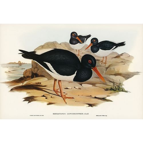 Gould, John 작가의 White-breasted Oyster-Catcher-Haematopus longirostris 작품
