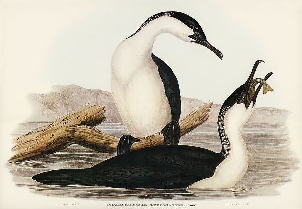 Gould, John 작가의 White-breasted Cormorant-Phalacrocorax leucogaster 작품