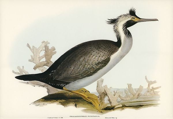 Gould, John 작가의 Spotted Cormorant-Phalacrocorax punctatus 작품