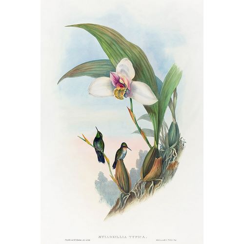 Gould, John 작가의 Myiabeillia typica-Abeilles Hummingbird 작품