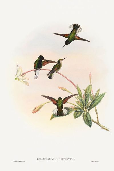 Gould, John 작가의 Callipharus nigriventris-Black-bellied Hummingbird 작품