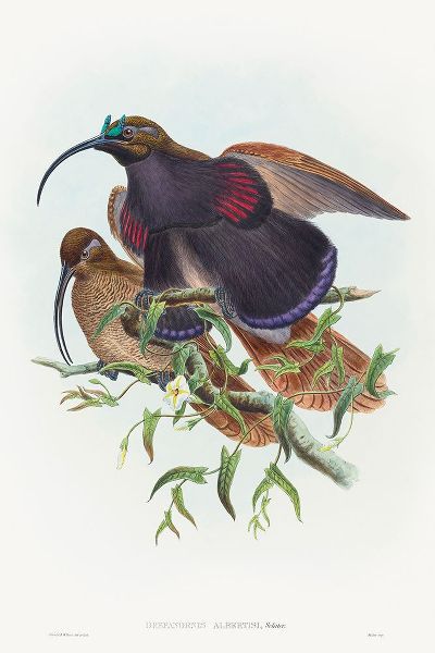 Gould, John 작가의 Drepanornis albertisi-Black-billed Sicklebill Bird of Paradise 작품