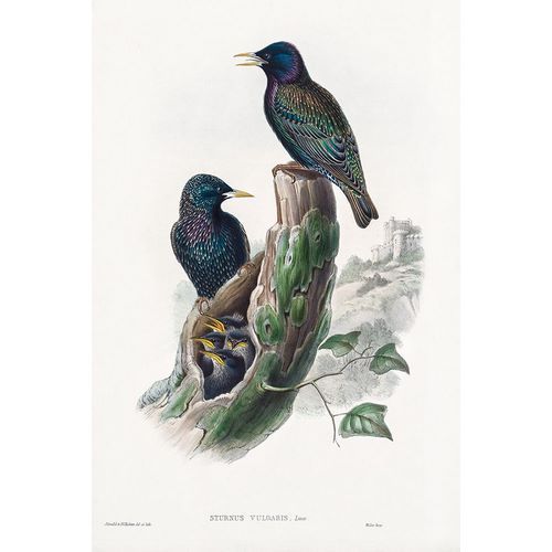 Gould, John 작가의 The birds of Great Britain-Sturnur Vulgaris 작품