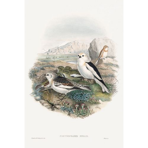 Gould, John 작가의 The birds of Great Britain-Plestrophanes Nivalis 작품