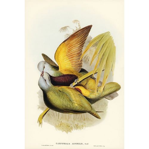 Gould, John 작가의 Allied Fruit-Pigeon-Carpophaga assimilis 작품