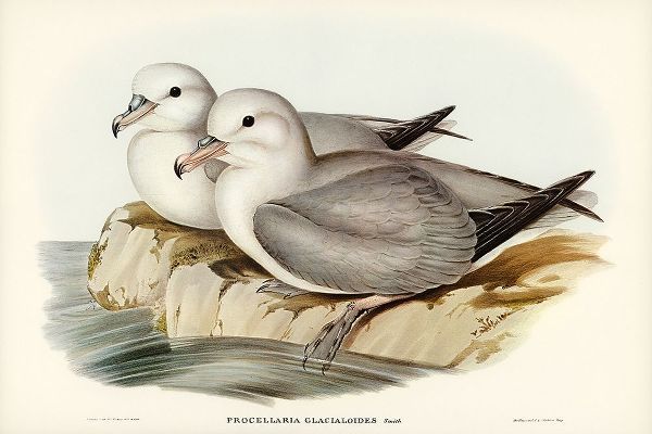 Gould, John 작가의 Silvery Grey Petrel-Procellaria Glacialoides 작품
