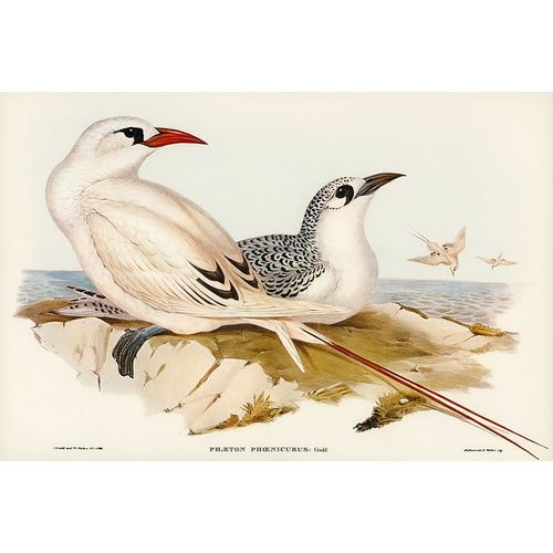 Gould, John 작가의 Red-tailed Tropic Bird-Phaeton phoenicurus 작품