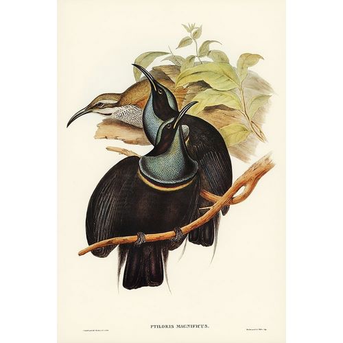 Gould, John 작가의 Magnificent Rifle-bird-Ptiloris magnifica 작품