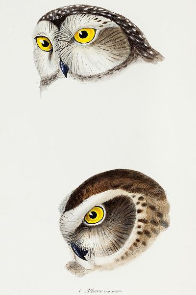 Gould, John 작가의 Spotted owl-Athene maculata and Boobook owl-Athene boobook 작품