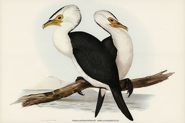 Gould, John 작가의 Little pied cormorant-Phalacrocorax melanoleucus 작품