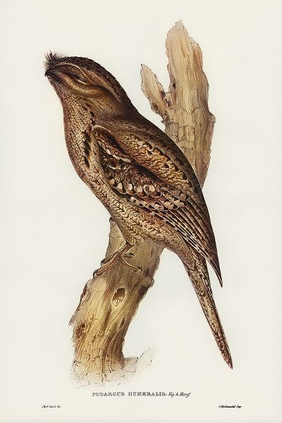 Gould, John 작가의 Tawny-shouldered Frogmouth-Podargus humerals 작품