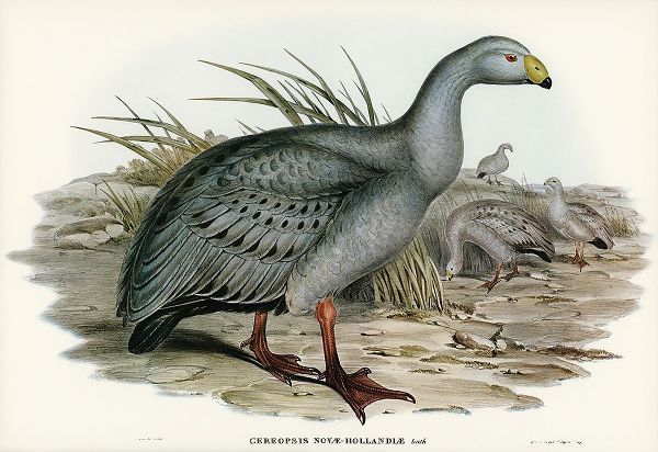 Gould, John 작가의 Cereopsis Goose-Cereopsis Novae-Hollandiae 작품