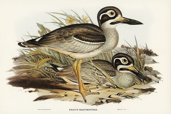 Gould, John 작가의 Large-billed Plover-Esacus magnirostris 작품