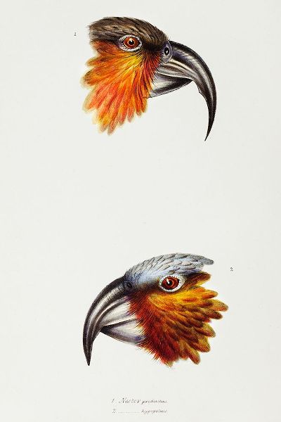Gould, John 작가의 Norfolk kaka-Nestor productus and Kaka parrot-Nestor Hypopolius 작품