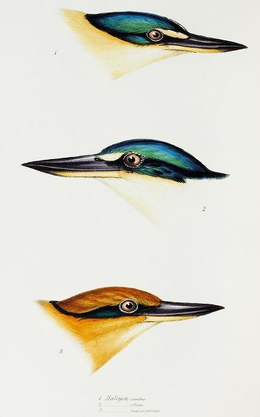 Gould, John 작가의 Sacred kingfisher-Collared kingfisher and Guam kingfisher 작품